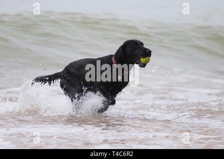 Sturz, East Sussex, UK. 16. Apr 2019. Auf einem warmen und dunstiger Tag bei Camber Sands, Peggy, der schwarze Labrador spielt Fangen mit einer Kugel im Meer. © Paul Lawrenson 2019, Foto: Paul Lawrenson/Alamy leben Nachrichten Stockfoto