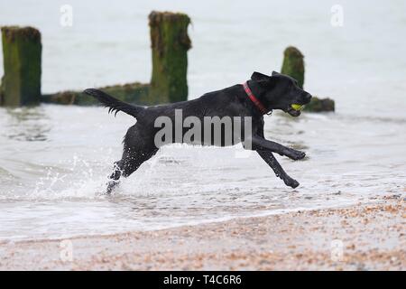 Sturz, East Sussex, UK. 16. Apr 2019. Auf einem warmen und dunstiger Tag bei Camber Sands, Peggy, der schwarze Labrador spielt Fangen mit einer Kugel im Meer. © Paul Lawrenson 2019, Foto: Paul Lawrenson/Alamy leben Nachrichten Stockfoto