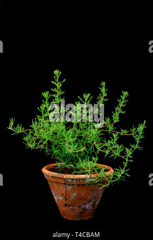 Gyros-Kraut, Gyros-Beifuss, Teppich-Beifuss, Artemisia caucasica Stockfoto