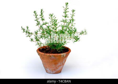 Gyros-Kraut, Gyros-Beifuss, Teppich-Beifuss, Artemisia caucasica Stockfoto