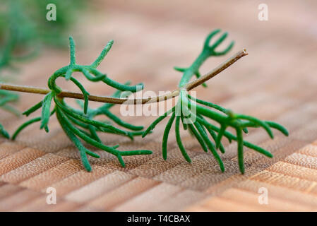 Gyros-Kraut, Gyros-Beifuss, Teppich-Beifuss, Artemisia caucasica Stockfoto