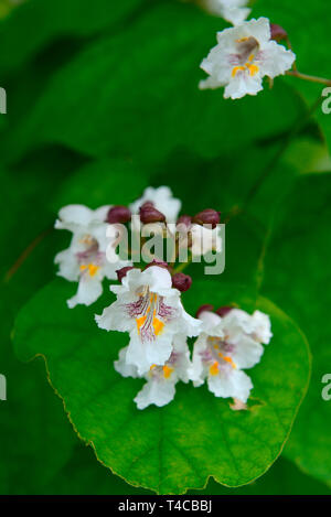 Praechtiger, Trompetenbaum Catalpa speciosa Stockfoto