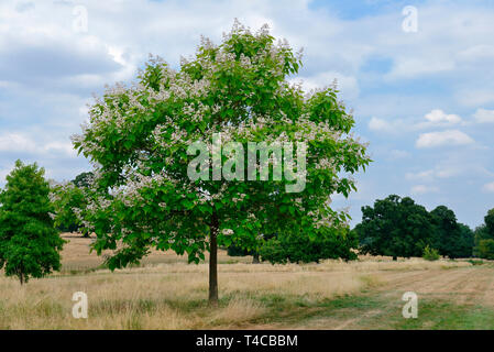 Praechtiger, Trompetenbaum Catalpa speciosa Stockfoto