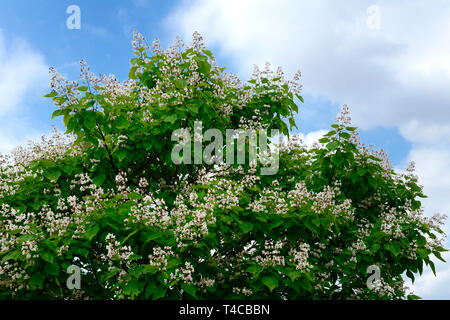 Praechtiger, Trompetenbaum Catalpa speciosa Stockfoto