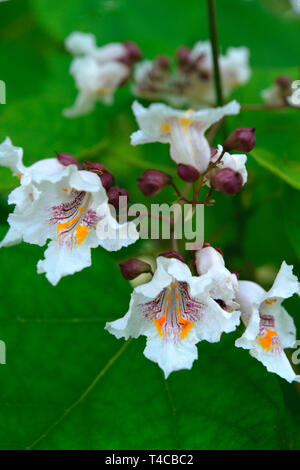 Praechtiger, Trompetenbaum Catalpa speciosa Stockfoto