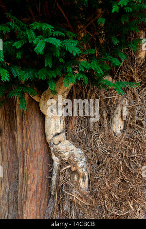 Eine alter abgestorbener Efeustamm Eibe, England, Hedera helix Stockfoto