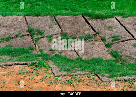 Grasrasen, vertrockneter Rollrasen Stockfoto