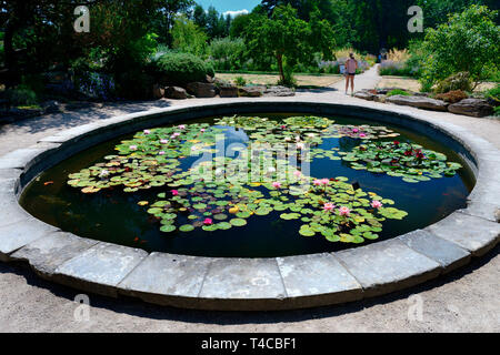 Seerosenteich, Botanischer Garten, Oxford, Oxfordshire, England, Grossbritannien Stockfoto