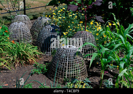 Schutzkoerbe, Schutzkorb gegen Tierfrass, Fressschutz, Botanischer Garten, Oxford, England, Grossbritannien, Europa Stockfoto