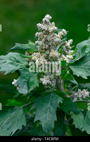 Quinoa, Chenopodium quinoa Stockfoto