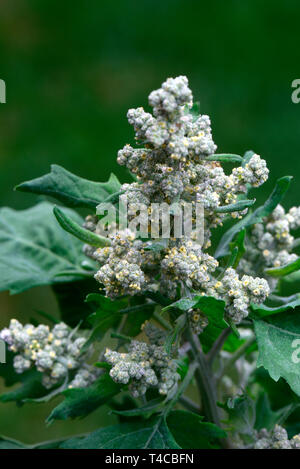 Quinoa, Chenopodium quinoa Stockfoto