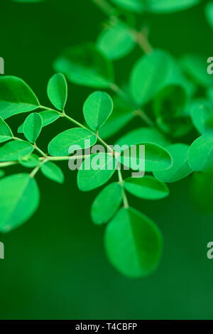 Moringa, Blaetter, Moringa oleifera Stockfoto