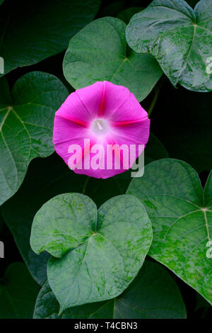 , Prunkwinde Ipomoea tricolor Stockfoto