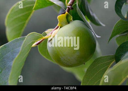 Kaki, Kakipflaume, unreife Frucht, Sorte Vaniglia, Diospyros kaki, Sharonfrucht Stockfoto