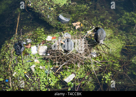 Ein moor Henne auf dem Nest von Kunststoffabfällen umgeben an einem Fluss Stockfoto