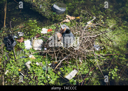 Ein moor Henne auf dem Nest von Kunststoffabfällen umgeben an einem Fluss Stockfoto