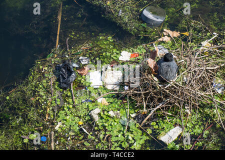 Ein moor Henne auf dem Nest von Kunststoffabfällen umgeben an einem Fluss Stockfoto