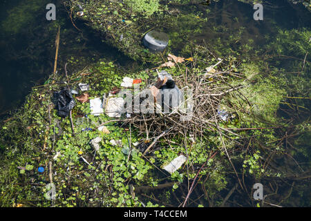 Ein moor Henne auf dem Nest von Kunststoffabfällen umgeben an einem Fluss Stockfoto