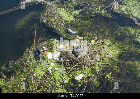 Ein moor Henne auf dem Nest von Kunststoffabfällen umgeben an einem Fluss Stockfoto