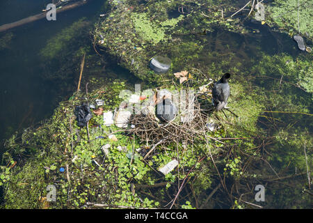 Ein moor Henne auf dem Nest von Kunststoffabfällen umgeben an einem Fluss Stockfoto