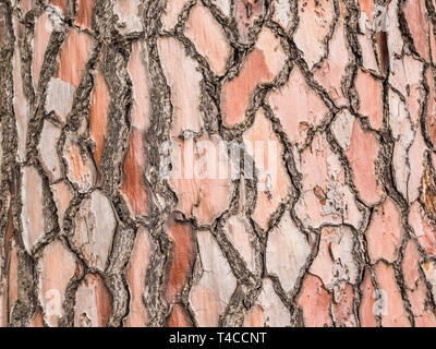 Pine Tree bark Textur Hintergrund. Detail der Rinde von Kiefern Stockfoto
