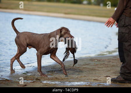 Weimaraner, männlich, Abrufen von Ente Stockfoto