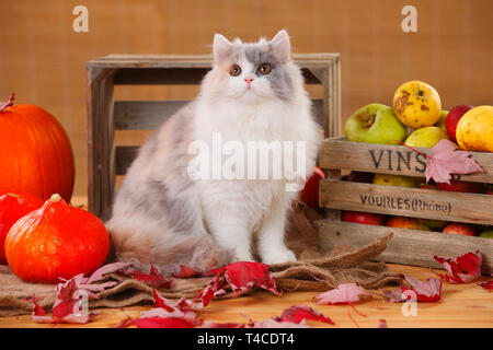Britisch Langhaar Katze, blue-tortie-white Stockfoto