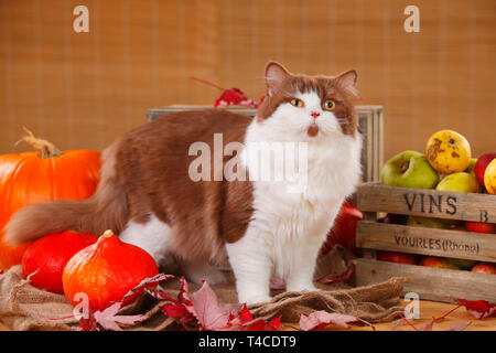 Britisch Langhaar Katze, Tomcat, Zimt - Weiß Stockfoto