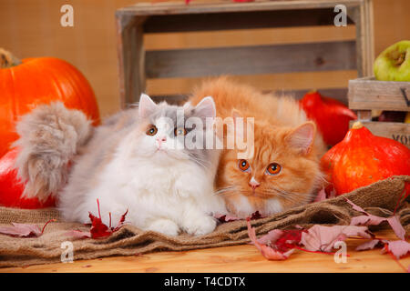 Britisch Langhaar Katzen, rot-weiß und blau-schildpatt-weiß Stockfoto