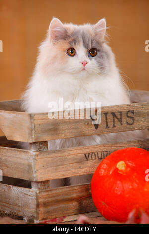 Britisch Langhaar Katze, blue-tortie-white Stockfoto