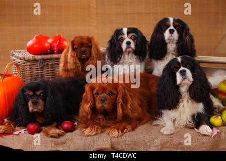 Cavalier King Charles Spaniel, Tricolour, black-and-tan und Ruby Stockfoto