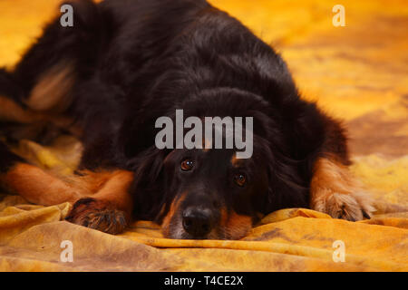 Hovawart, männlich, black-and-tan, 11 Jahre alt Stockfoto