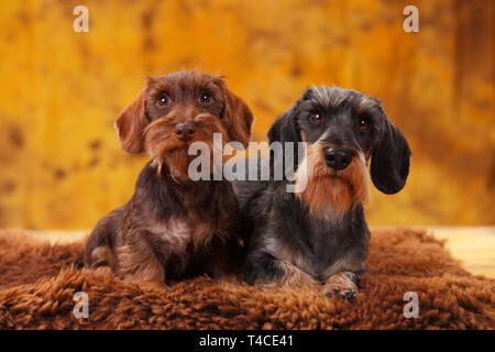 Miniatur Wirehaired Dackel mit Welpen Stockfoto