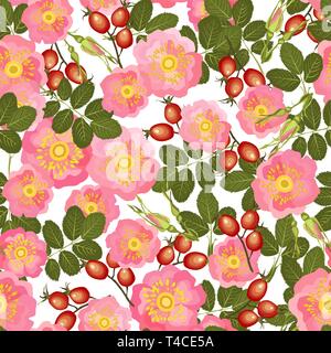 Briar nahtlose Muster auf weißem Hintergrund. Vector Illustration des Hip-rosa Blüten, Blätter, Knospen und Beeren. Stock Vektor