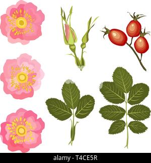 Satz isoliert Blätter, Knospen und eine Blume einer dogrose auf einem weißen Hintergrund. Vector Illustration Stock Vektor