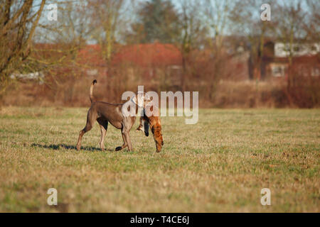 Weimaraner Abrufen von Red Fox, Nordrhein-Westfalen, Deutschland (Vulpes vulpes) Stockfoto