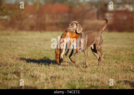 Weimaraner Abrufen von Red Fox, Nordrhein-Westfalen, Deutschland (Vulpes vulpes) Stockfoto