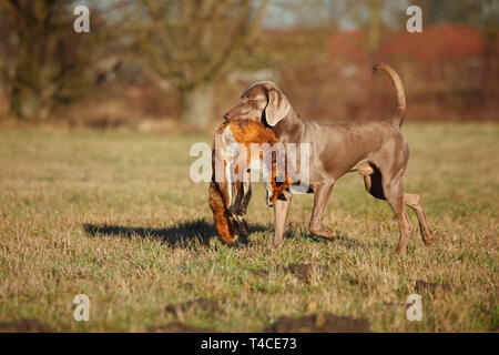 Weimaraner Abrufen von Red Fox, Nordrhein-Westfalen, Deutschland (Vulpes vulpes) Stockfoto