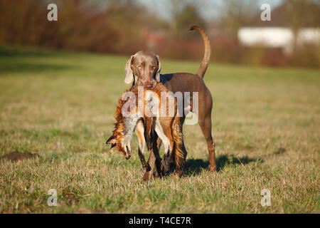 Weimaraner Abrufen von Red Fox, Nordrhein-Westfalen, Deutschland (Vulpes vulpes) Stockfoto