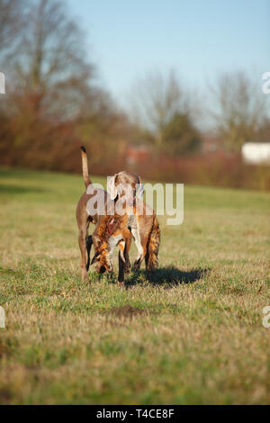 Weimaraner Abrufen von Red Fox, Nordrhein-Westfalen, Deutschland (Vulpes vulpes) Stockfoto