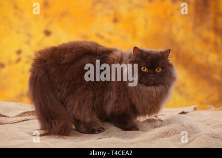 Britisch Langhaar Katze, Tomcat, Schokolade Stockfoto