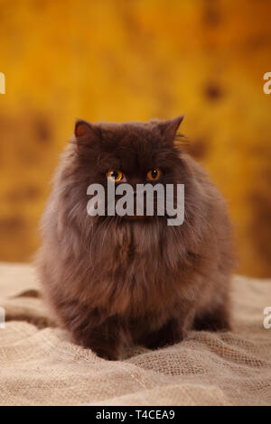Britisch Langhaar Katze, Tomcat, Schokolade Stockfoto