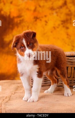 Australian Shepherd, Welpe, 8 Wochen, red Tri Stockfoto