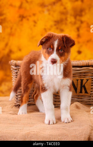 Australian Shepherd, Welpe, 8 Wochen, red Tri Stockfoto