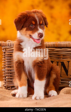 Australian Shepherd, Welpe, 8 Wochen, red Tri Stockfoto