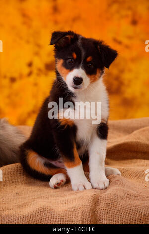 Australian Shepherd, Welpe, 8 Wochen, schwarz Tri Stockfoto