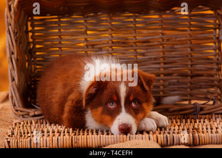 Australian Shepherd, Welpe, 8 Wochen, red Tri Stockfoto