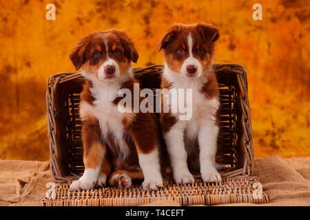 Australian Shepherd, Welpe, 8 Wochen, red Tri Stockfoto
