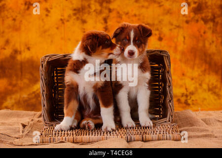 Australian Shepherd, Welpe, 8 Wochen, red Tri Stockfoto