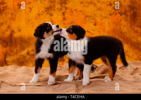 Australian Shepherd, Welpe, 8 Wochen, schwarz Tri Stockfoto